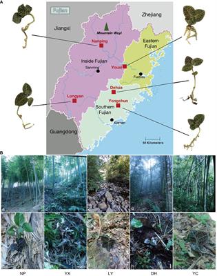 Untargeted metabolomics in Anectocillus roxburghii with habitat heterogeneity and the key abiotic factors affecting its active ingredients